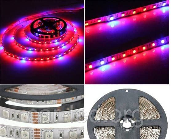 Світлодіодна фіто стрічка SMD 5050 (60 LED / m) 660-460nm (4:1) IP20 Premium